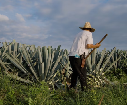 //pasiontequilas.com/cdn/shop/files/img2.png?v=1701944759