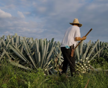 //pasiontequilas.com/cdn/shop/files/it1.png?v=1702012368