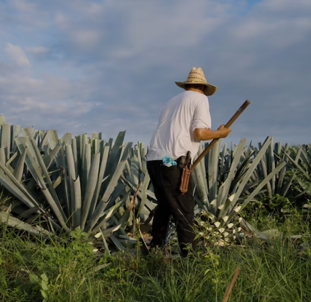 //pasiontequilas.com/cdn/shop/files/process_5.png?v=1702448910