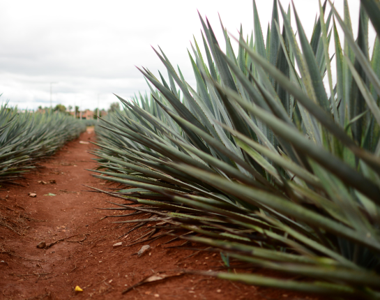 //pasiontequilas.com/cdn/shop/files/process_7.png?v=1702452508