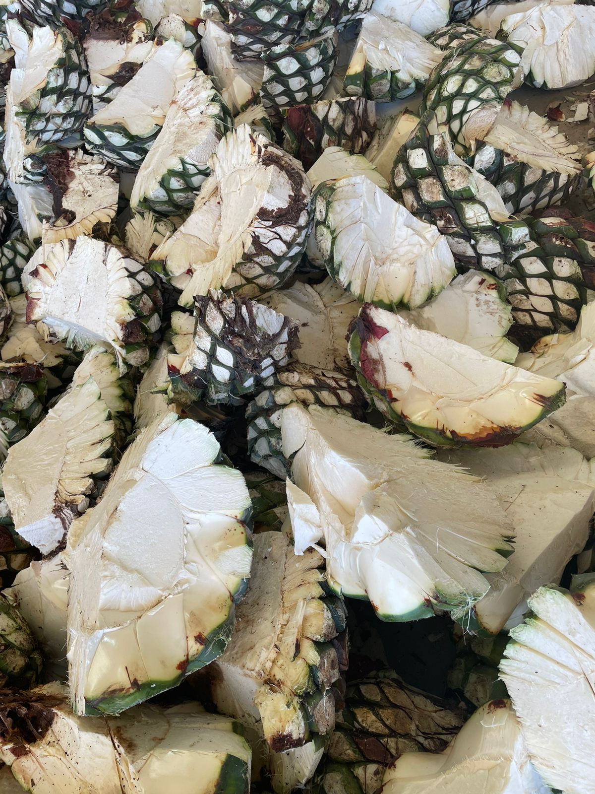 //pasiontequilas.com/cdn/shop/files/shedding.jpg?v=1702966323